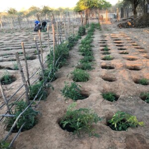 Conservation Agriculture methods as seen here have gone a long way to ensure that inputs such as water, manure/fertiliser are used effectively to increase the chances of a better yield.