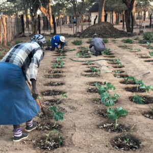 Women involved in implementing conservation agriculture methods