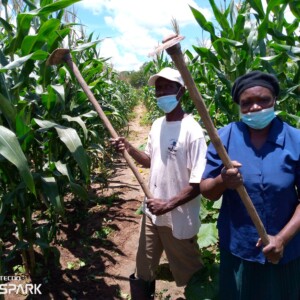 This couple is in Mfanovelayo Village, Ward 16. They are known for practicing Conservation Agriculture (CA). At the time of visit (12 February 2021), the couple had 1.5ha of maize under CA, and ½ha of sorghum grown using CA. These farmers started practicing CA in 2005 and they have not looked back since then.