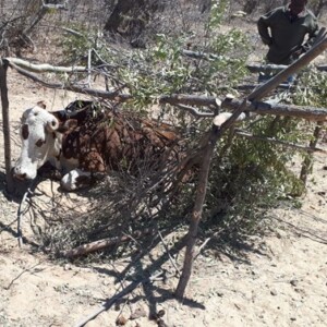 Ox left for dead between Njombolo and Dakamela wards, the solution to help minimize livestock deaths is to build stock-feed sheds, that will ensure animals affected by drought and weight loss are given survival feed. Once the animals gain weight they can be finished off on feed and prepared for sale at the market, thus allowing the owner to realize income from the animal